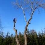 Rizikové kácení a zdravotní prořez stromů